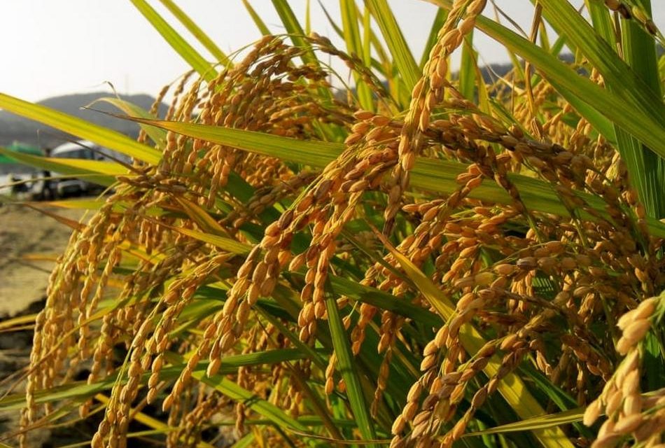 ಬೆಳೆದ ಅಕ್ಕಿಯ ಉಣ್ಣುವ ತವಕ…: ಗುರುಪ್ರಸಾದ ಕುರ್ತಕೋಟಿ ಅಂಕಣ