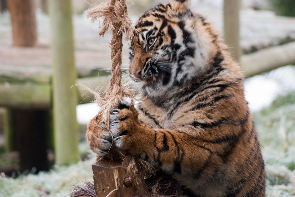 ನಾವೇ ಭೂಮಿಯ ವಾರಸುದಾರರೇ?: ಚಂದ್ರಮತಿ ಸೋಂದಾ ಸರಣಿ