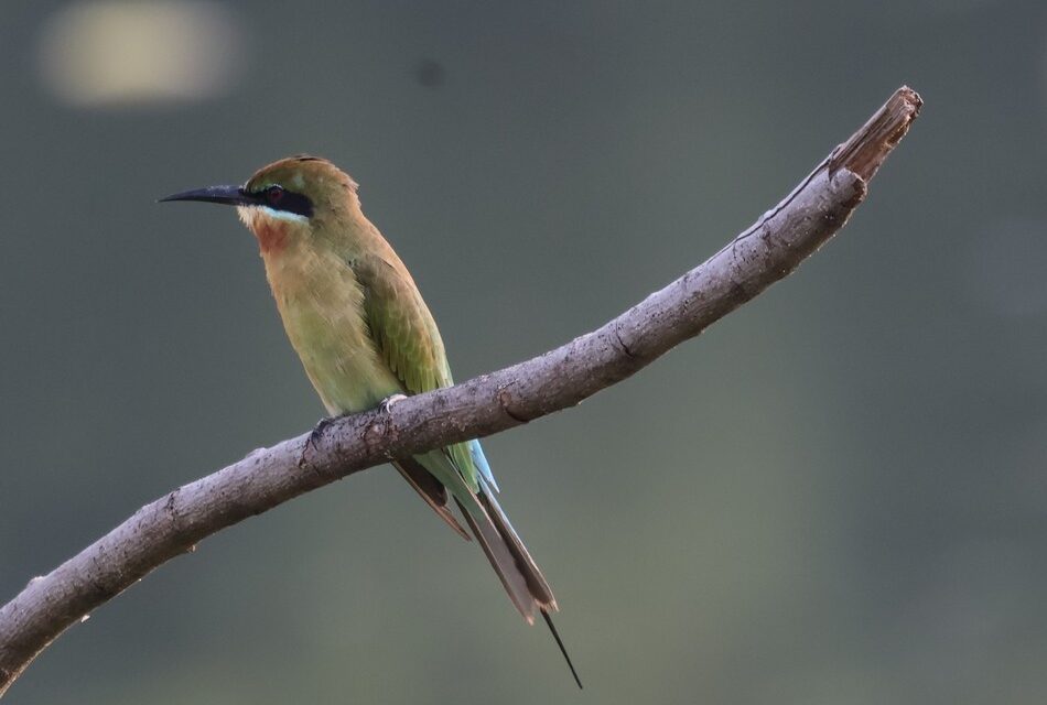 ನರೇಂದ್ರ ಅ ಭಟ್ ತೆಗೆದ ಈ ದಿನದ ಫೋಟೋ