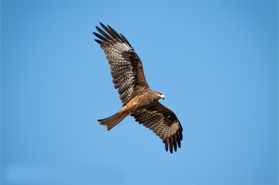 ಶಿದ್ದಲಿಂಗೇಶ್‌ ಮತ್ತೂರ್ ತೆಗೆದ ಈ ದಿನದ ಫೋಟೋ