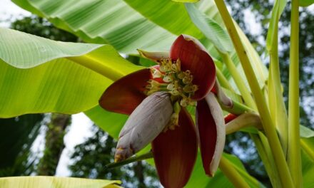 ʻಬಾಳೆ ಪಣ್ಣದೊಂದು ರುಚಿ…ʼ: ಡಾ. ಚಂದ್ರಮತಿ ಸೋಂದಾ ಸರಣಿ