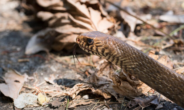 ಹಾವುಗಳು ಮತ್ತು ಪ್ರ(ಕ್ಷುಬ್ಧ)ಶಾಂತಿ ನಿಲಯ: ಸುಮಾವೀಣಾ ಸರಣಿ