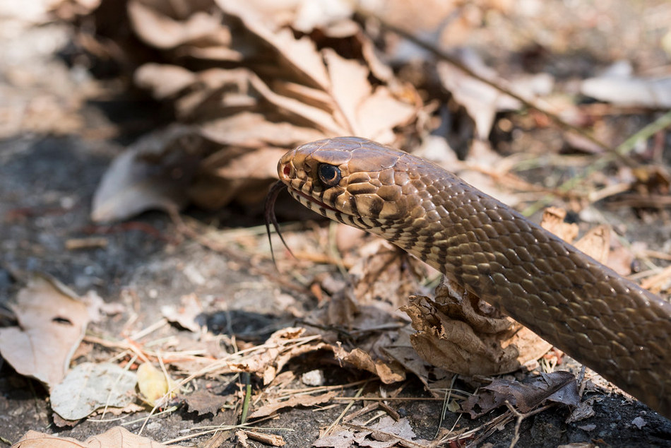 ಹಾವುಗಳು ಮತ್ತು ಪ್ರ(ಕ್ಷುಬ್ಧ)ಶಾಂತಿ ನಿಲಯ: ಸುಮಾವೀಣಾ ಸರಣಿ