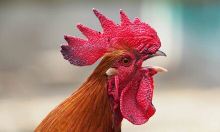 ಕೊಕ್….ಕೊಕ್ಕ್… ಕುಕ್ಕುಟಾಯಣ: ವಸಂತಕುಮಾರ್ ಕಲ್ಯಾಣಿ ಪ್ರಬಂಧ