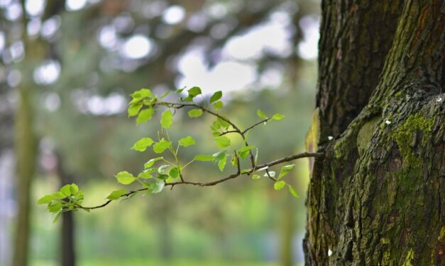 ನಮ್ಮನ್ನು ನಾವು ತಿದ್ದಿಕೊಳ್ಳುವುದೇ ಹೊಸತನ: ಕೀರ್ತನ ಎಂ. ಬರಹ