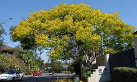 ಫಾಲ್ಗುಣ ಮತ್ತು ಪ್ರೇಮ: ಕೆ. ಎನ್. ಲಾವಣ್ಯ ಪ್ರಭಾ ಬರಹ