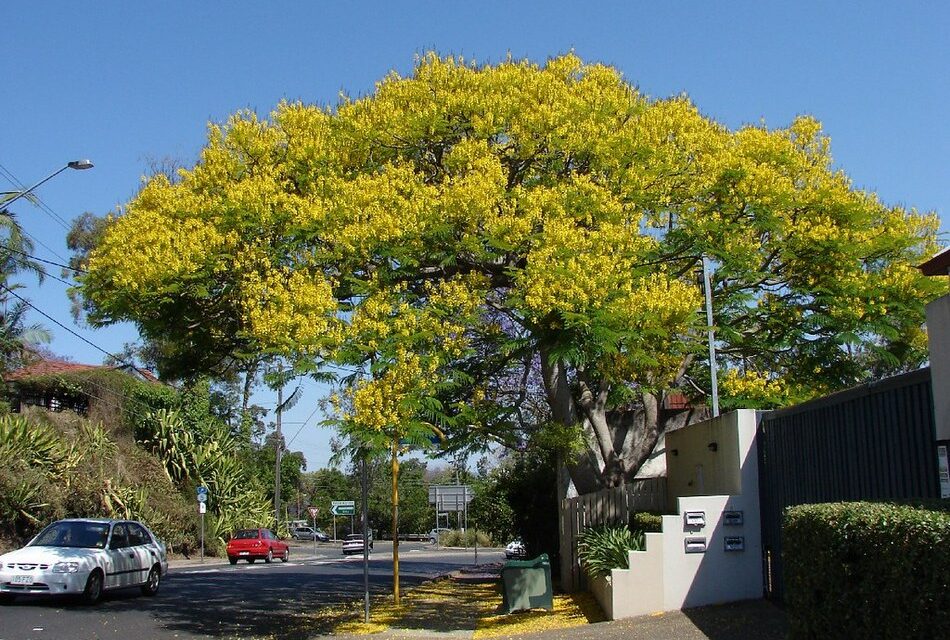 ಫಾಲ್ಗುಣ ಮತ್ತು ಪ್ರೇಮ: ಕೆ. ಎನ್. ಲಾವಣ್ಯ ಪ್ರಭಾ ಬರಹ