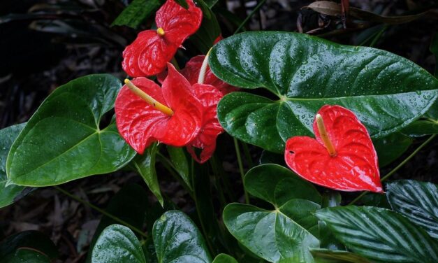 ಪುಷ್ಪನಗರಿ ಮಡಿಕೇರಿ: ಸುಮಾವೀಣಾ ಸರಣಿ