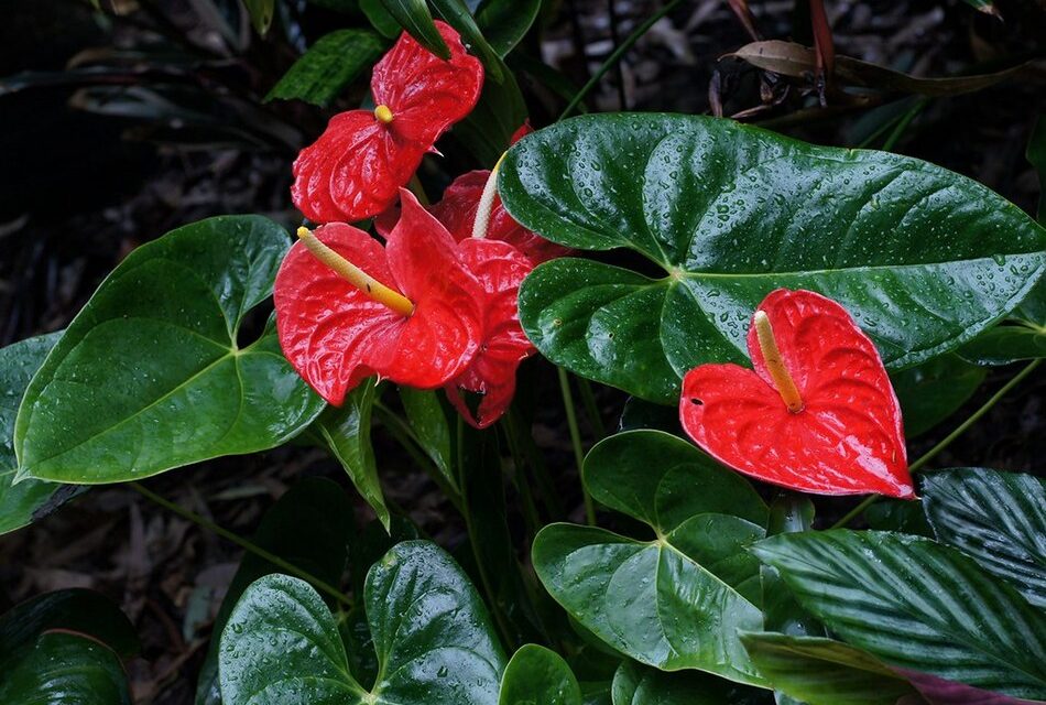 ಪುಷ್ಪನಗರಿ ಮಡಿಕೇರಿ: ಸುಮಾವೀಣಾ ಸರಣಿ