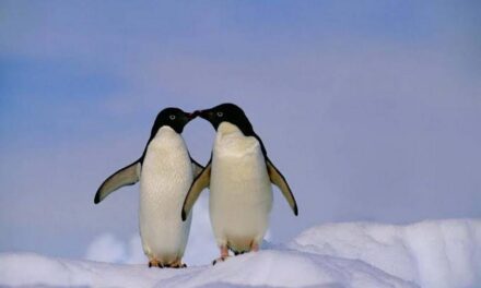 ಹಿಡಿಯಷ್ಟು ಪ್ರೀತಿ ಕಡಲಿನಷ್ಟಾಯ್ತು: ಮಹಾಲಕ್ಷ್ಮೀ. ಕೆ. ಎನ್. ಬರಹ