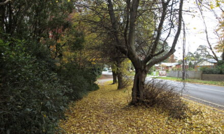 ಶರತ್ಕಾಲದ ತಂಪೂ, ಸಾಮರಸ್ಯದ ವಾರವೂ: ವಿನತೆ ಶರ್ಮ ಅಂಕಣ