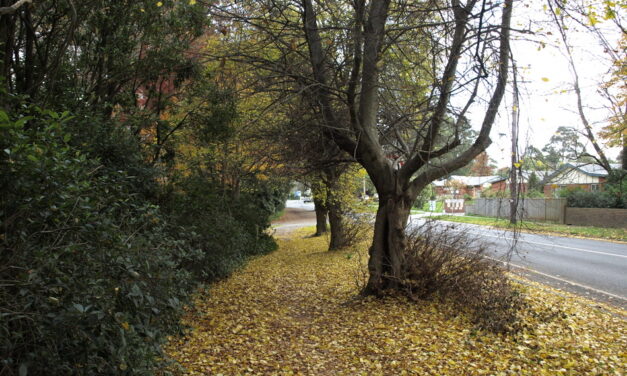 ಶರತ್ಕಾಲದ ತಂಪೂ, ಸಾಮರಸ್ಯದ ವಾರವೂ: ವಿನತೆ ಶರ್ಮ ಅಂಕಣ