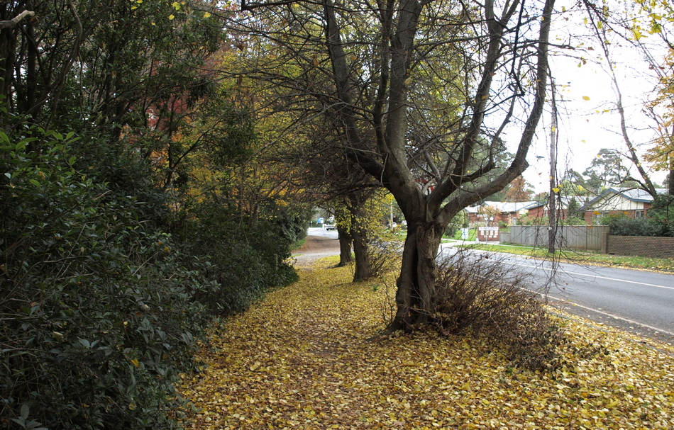 ಶರತ್ಕಾಲದ ತಂಪೂ, ಸಾಮರಸ್ಯದ ವಾರವೂ: ವಿನತೆ ಶರ್ಮ ಅಂಕಣ