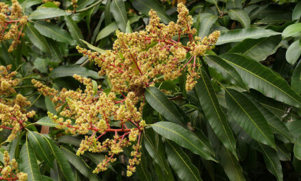 ಯುಗಾದಿ ಹಬ್ಬ; ಶರತ್ಕಾಲದ ಚುಂಬಕ: ವಿನತೆ ಶರ್ಮ ಅಂಕಣ