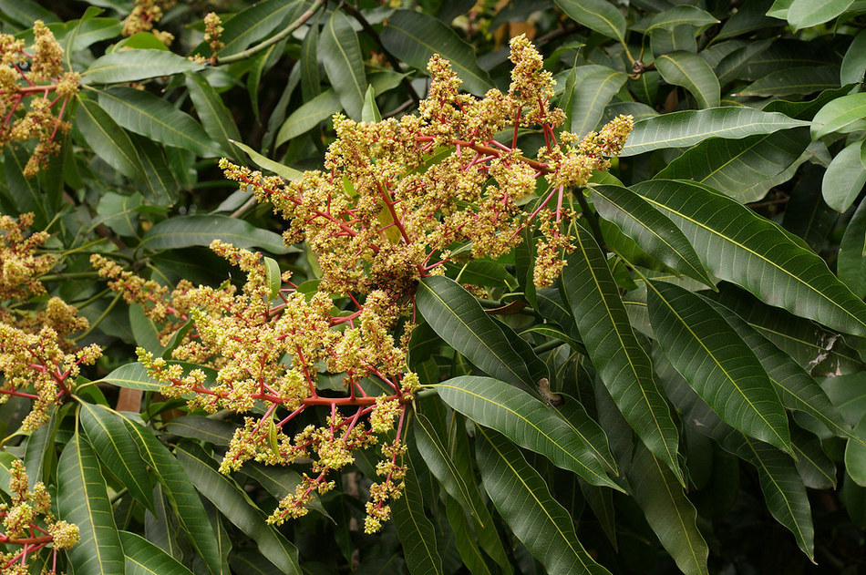 ಯುಗಾದಿ ಹಬ್ಬ; ಶರತ್ಕಾಲದ ಚುಂಬಕ: ವಿನತೆ ಶರ್ಮ ಅಂಕಣ
