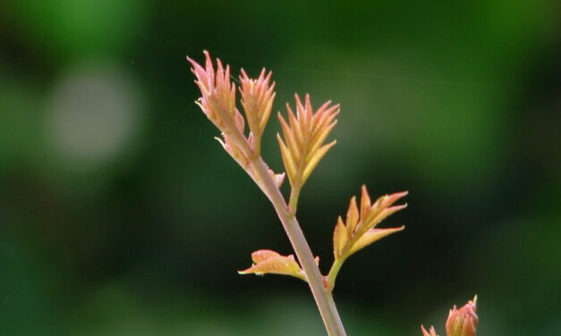 ಚಿಗುರು, ಮಳೆ ಮತ್ತು ಒಲವು…: ಮಹಾಲಕ್ಷ್ಮಿ ಕೆ. ಎನ್. ಬರಹ