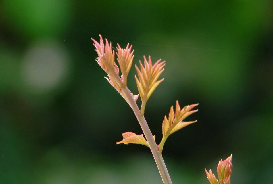 ಚಿಗುರು, ಮಳೆ ಮತ್ತು ಒಲವು…: ಮಹಾಲಕ್ಷ್ಮಿ ಕೆ. ಎನ್. ಬರಹ