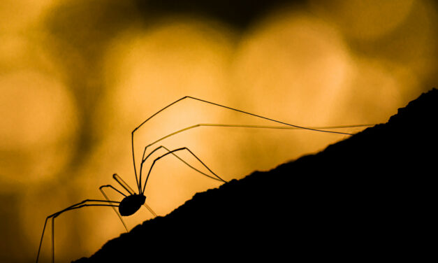 ಕೃಷ್ಣ ದೇವಾಂಗಮಠ ತೆಗೆದ ಈ ದಿನದ ಫೋಟೋ