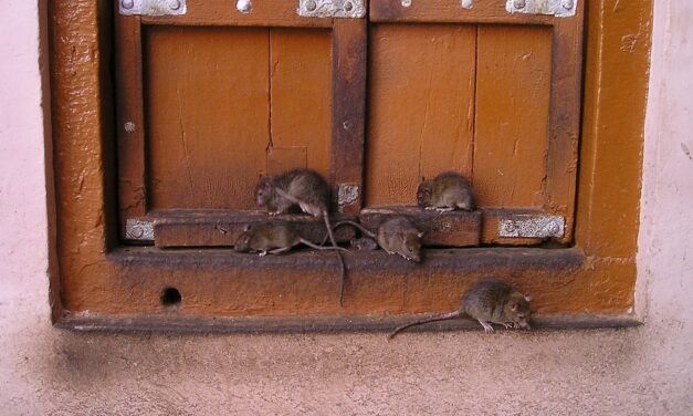 ನಮ್ಮನೆಯ ಅಷ್ಟೈಶ್ವರ್ಯ: ಚಂದ್ರಮತಿ ಸೋಂದಾ ಸರಣಿ