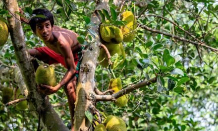 ಕೊಡಲೀಯ ಕಂಡರೆ ಮರವೆಲ್ಲ ನಡುಗೀದೊ: ಸುಧಾ ಆಡುಕಳ ಅಂಕಣ