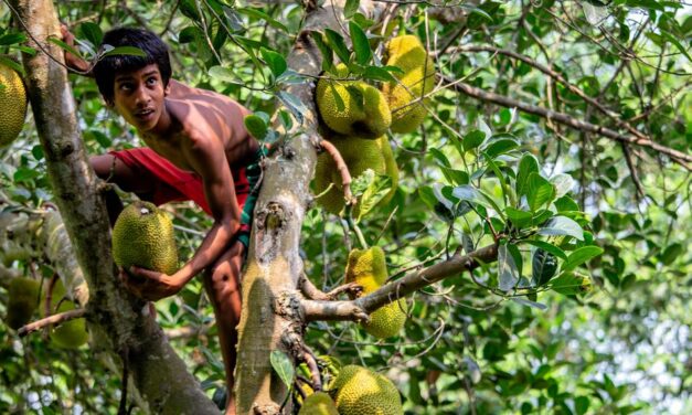 ಕೊಡಲೀಯ ಕಂಡರೆ ಮರವೆಲ್ಲ ನಡುಗೀದೊ: ಸುಧಾ ಆಡುಕಳ ಅಂಕಣ