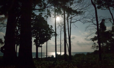 ಕಾಡು ಮತ್ತು ಕಾಡಬೆಳುದಿಂಗಳು… ಶ್ರೀಧರ ಪತ್ತಾರ ಬರಹ