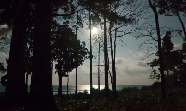 ಕಾಡು ಮತ್ತು ಕಾಡಬೆಳುದಿಂಗಳು… ಶ್ರೀಧರ ಪತ್ತಾರ ಬರಹ