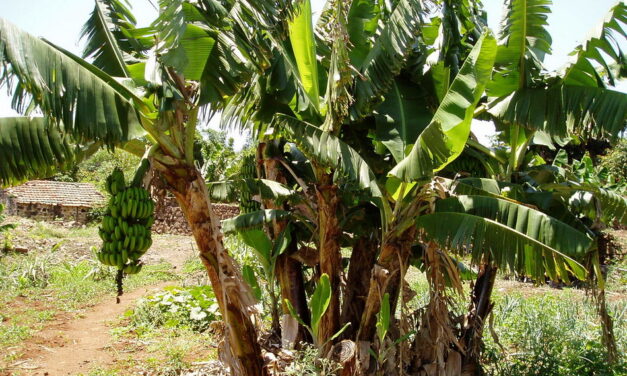 “ಎತ್ತಿನ ಜ್ವರಕ್ಕೆ ಎಮ್ಮೆಗೆ ಬರೆ -ನೆನಪಿನ ಬಾಳೆ”: ಪೂರ್ಣೇಶ್‌ ಮತ್ತಾವರ ಸರಣಿ