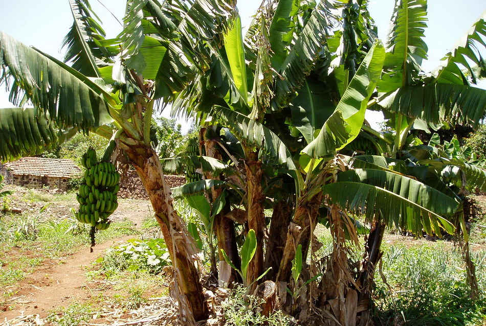 “ಎತ್ತಿನ ಜ್ವರಕ್ಕೆ ಎಮ್ಮೆಗೆ ಬರೆ -ನೆನಪಿನ ಬಾಳೆ”: ಪೂರ್ಣೇಶ್‌ ಮತ್ತಾವರ ಸರಣಿ