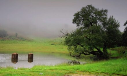 ನಮ್ಮೂರ ಮಳೆಗಾಲದ ರಸದೌತಣ: ಭವ್ಯ ಟಿ.ಎಸ್.‌ ಬರಹ