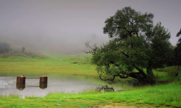ನಮ್ಮೂರ ಮಳೆಗಾಲದ ರಸದೌತಣ: ಭವ್ಯ ಟಿ.ಎಸ್.‌ ಬರಹ