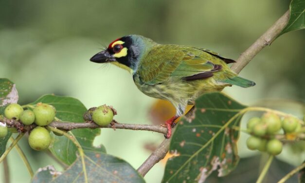 ಹಿಮಾಲಯದಲ್ಲಿ ಹಕ್ಕಿಗಳ ಚಿಲಿಪಿಲಿ: ಡಾ. ಖಂಡಿಗೆ ಮಹಾಲಿಂಗ ಭಟ್ ಅನುವಾದಿತ ರಸ್ಕಿನ್‌ ಬಾಂಡ್‌ ಬರಹ