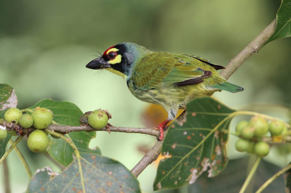 ಹಿಮಾಲಯದಲ್ಲಿ ಹಕ್ಕಿಗಳ ಚಿಲಿಪಿಲಿ: ಡಾ. ಖಂಡಿಗೆ ಮಹಾಲಿಂಗ ಭಟ್ ಅನುವಾದಿತ ರಸ್ಕಿನ್‌ ಬಾಂಡ್‌ ಬರಹ