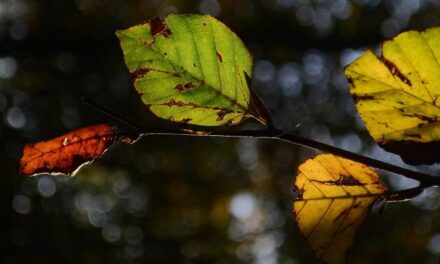 ಶ್ರೀವಿಭಾವನ ಬರೆದ ಈ ದಿನದ ಕವಿತೆ