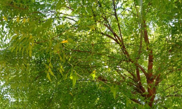 ಬೇವಿನ್‌ ಮರ್ದಲ್ಲಿ ಬಾಗ್ಲು ಮಾಡಸ್ತಾರ!: ಎಚ್. ಗೋಪಾಲಕೃಷ್ಣ ಸರಣಿ