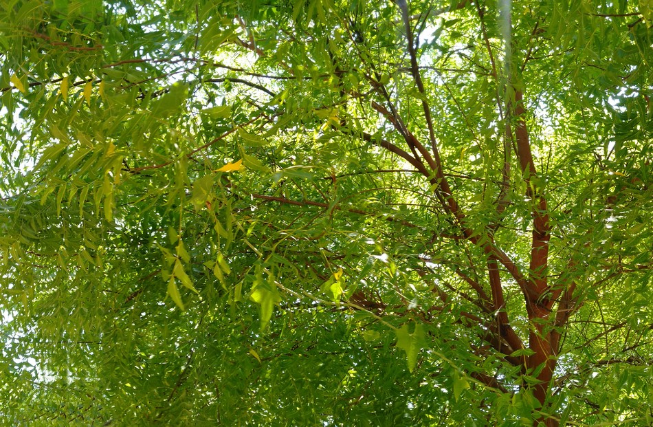 ಬೇವಿನ್‌ ಮರ್ದಲ್ಲಿ ಬಾಗ್ಲು ಮಾಡಸ್ತಾರ!: ಎಚ್. ಗೋಪಾಲಕೃಷ್ಣ ಸರಣಿ