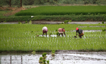 ಮಲೆನಾಡಿನ ಗದ್ದೆಗಳಲ್ಲಿ ನೆಟ್ಟಿ ಸಂಭ್ರಮ: ಭವ್ಯ ಟಿ. ಎಸ್. ಸರಣಿ