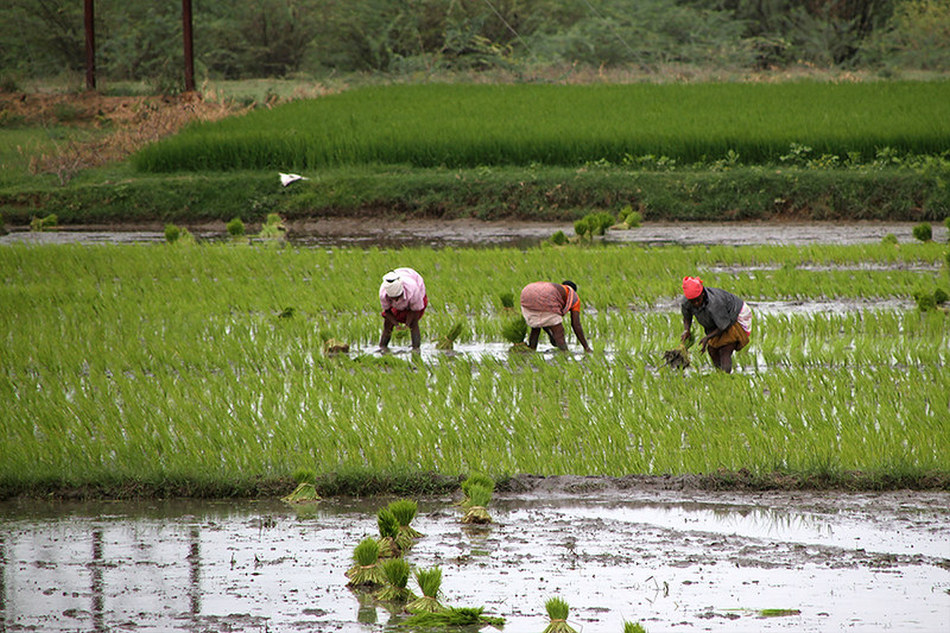 ಮಲೆನಾಡಿನ ಗದ್ದೆಗಳಲ್ಲಿ ನೆಟ್ಟಿ ಸಂಭ್ರಮ: ಭವ್ಯ ಟಿ. ಎಸ್. ಸರಣಿ