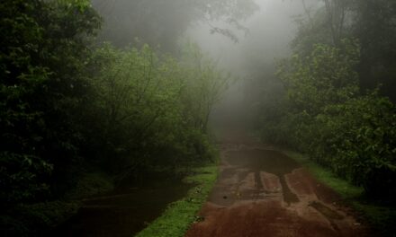 ಮಳೆ ಜಿನುಗಿಗೆ ಅರಳುವ ಜೀವನಪ್ರೀತಿ: ಭವ್ಯ ಟಿ.ಎಸ್. ಸರಣಿ