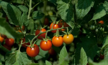 ಬಲ್ಲಿರೇನು ಕಾಡ ಹಣ್ಣುಗಳ ರುಚಿಯ?: ರೂಪಾ ರವೀಂದ್ರ ಜೋಶಿ ಸರಣಿ