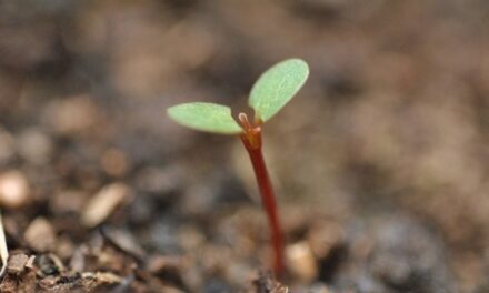 ದೊಡ್ಡ ಜಿಜ್ಞಾಸೆಗಳು, ಸಣ್ಣ ನಿರ್ಧಾರಗಳು: ವಿನತೆ ಶರ್ಮಾ ಅಂಕಣ