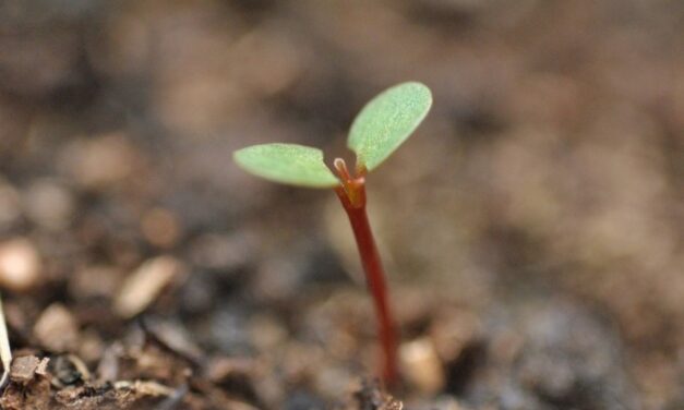 ದೊಡ್ಡ ಜಿಜ್ಞಾಸೆಗಳು, ಸಣ್ಣ ನಿರ್ಧಾರಗಳು: ವಿನತೆ ಶರ್ಮಾ ಅಂಕಣ