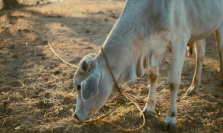 ಗೋಮಾತೆಯ ಸಾಂಗತ್ಯದಲ್ಲಿ ಕಣ್ತೆರೆಯುವ ಬೆಳಗು: ಭವ್ಯ ಟಿ.ಎಸ್. ಸರಣಿ