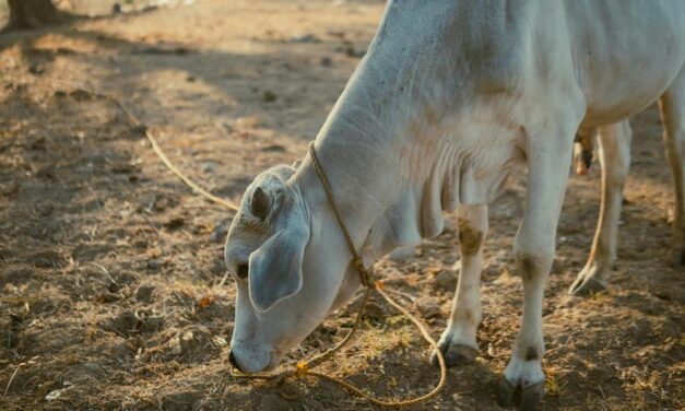 ಗೋಮಾತೆಯ ಸಾಂಗತ್ಯದಲ್ಲಿ ಕಣ್ತೆರೆಯುವ ಬೆಳಗು: ಭವ್ಯ ಟಿ.ಎಸ್. ಸರಣಿ