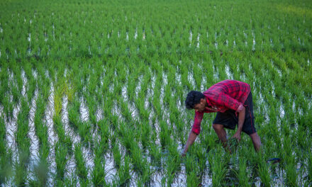 ಭೂಮಿ ಬಯಕೆ ತೀರಿಸುವ ಭೂಮಿ ಹುಣ್ಣಿಮೆ ಹಬ್ಬ: ಭವ್ಯ ಟಿ.ಎಸ್. ಸರಣಿ