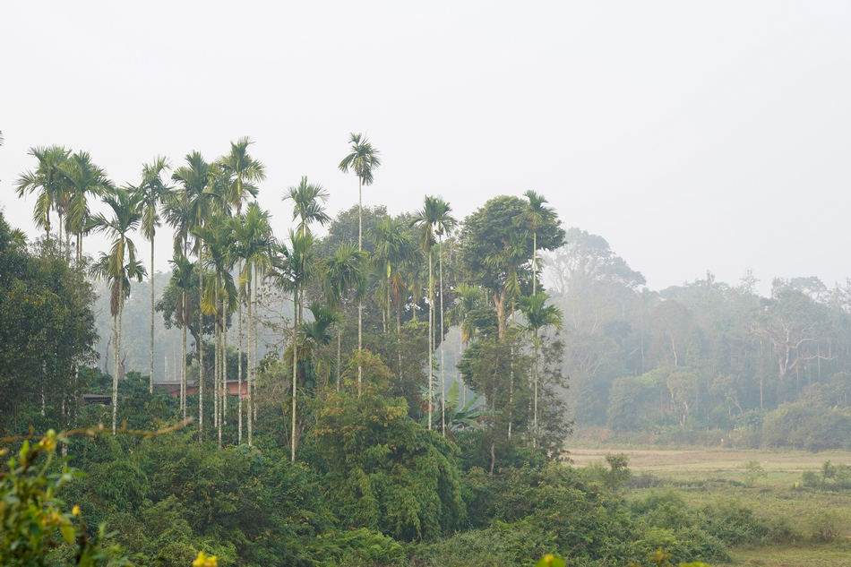 “ಅಡಿಕೆ” ಎಂಬ ಮಲೆನಾಡಿನ ಜೀವನಾಡಿ: ಭವ್ಯ ಟಿ.ಎಸ್. ಸರಣಿ