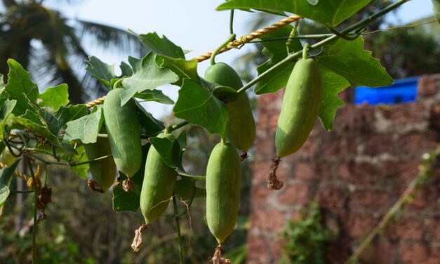 ತೊಂಡೆ ಚಪ್ಪರ: ರವೀಂದ್ರ ನಾಯಕ್ ಸಣ್ಣಕ್ಕಿಬೆಟ್ಟು ಅಂಕಣ