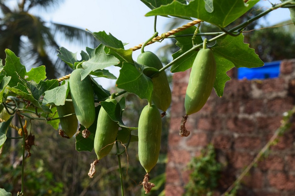 ತೊಂಡೆ ಚಪ್ಪರ: ರವೀಂದ್ರ ನಾಯಕ್ ಸಣ್ಣಕ್ಕಿಬೆಟ್ಟು ಅಂಕಣ