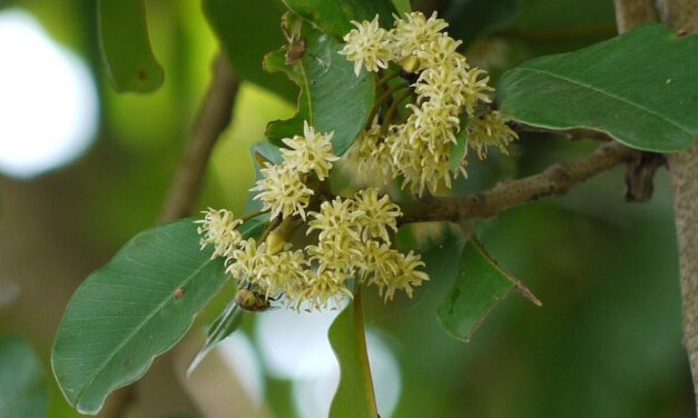 ಸುಂದರ ಕಾಡಿನ ರೋಚಕ ಕಥೆಗಳು ಭಾಗ -೩: ರೂಪಾ ರವೀಂದ್ರ ಜೋಷಿ ಸರಣಿ